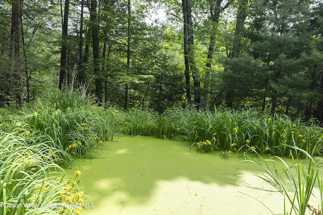 46 Rose Ln, Woodstock, NY 12409 - view of yard with a wooded view