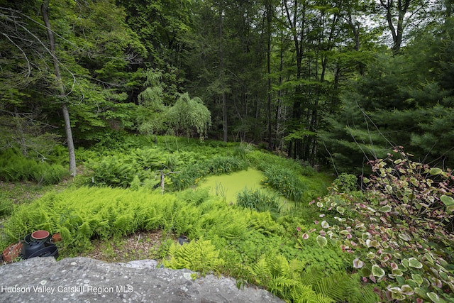 46 Rose Ln, Woodstock, NY 12409 - view of yard with a view of trees
