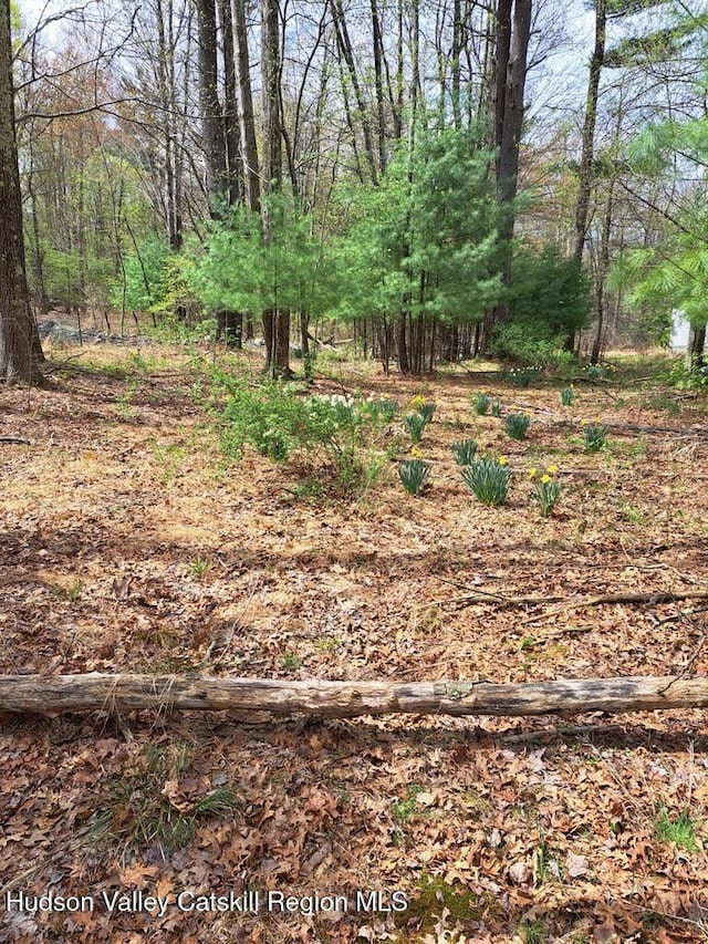 view of yard featuring a view of trees