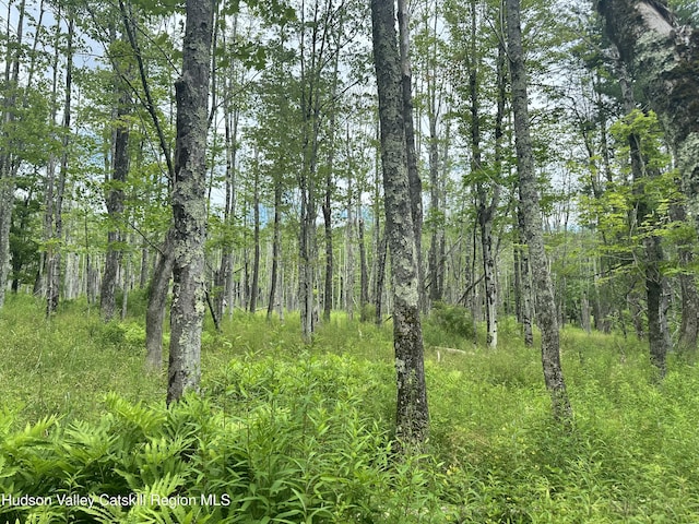278 Rte 13, Lexington, NY 12468 - photo 10