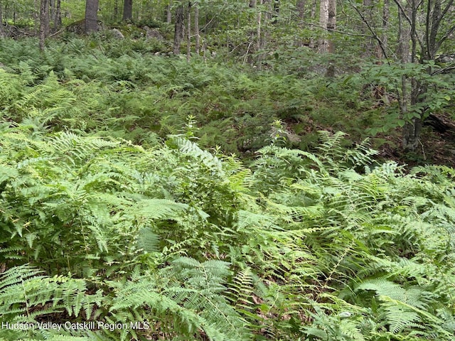 TBD Frost Valley Rd, Claryville, NY 12725 - photo 4