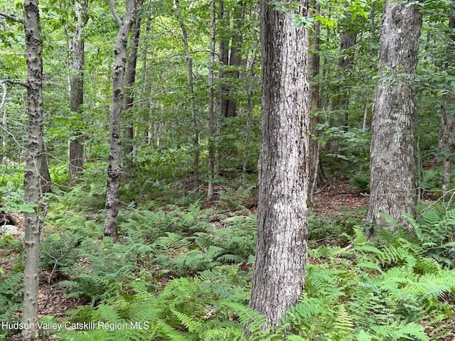TBD Frost Valley Rd, Claryville, NY 12725 - photo 5