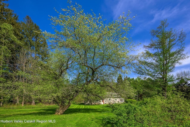 11351 State Rte 22, Austerlitz, NY 12017 - view of green lawn
