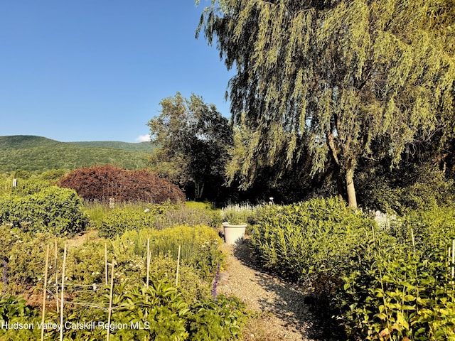 110 County Route 7a, Copake, NY 12516 - view of local wilderness