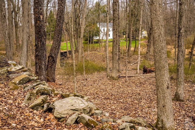 1606 Bulls Head Rd, Stanfordville, NY 12581 - view of local wilderness