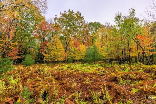 1013 Plank Rd, Averill Park, NY 12018 - view of tree filled area