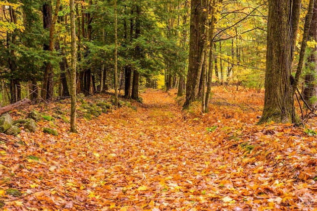 1013 Plank Rd, Averill Park, NY 12018 - view of wooded area