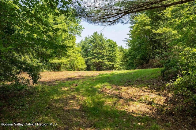 340 Lower Cady Rd, Old Chatham, NY 12136 - view of woods