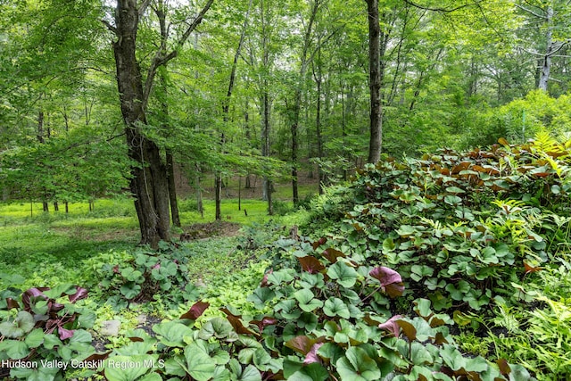 159 Pine Ln, Saugerties, NY 12477 - view of tree filled area