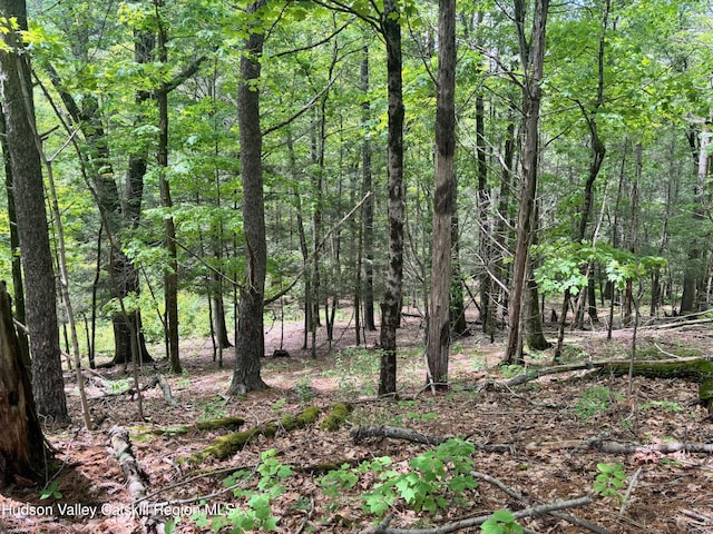 390 Churchland Rd Rd, Saugerties, NY 12477 - photo 10
