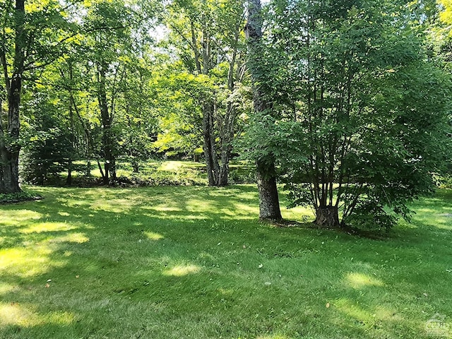 159 Toles Hollow Rd, Conesville, NY 12076 - view of grassy yard