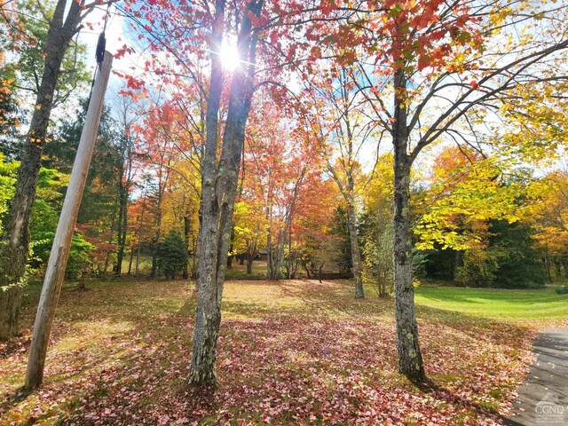 159 Toles Hollow Rd, Conesville, NY 12076 - view of grassy yard