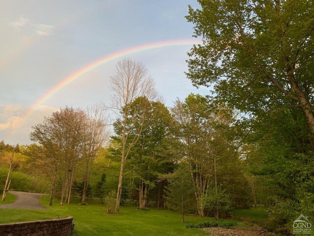 159 Toles Hollow Rd, Conesville, NY 12076 - view of green lawn