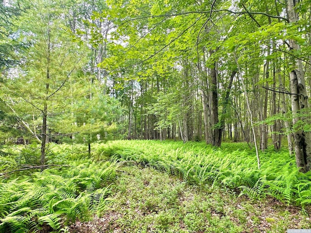 47-67 Shad Rd, East Jewett, NY 12444 - photo 18