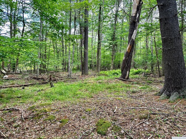 47-67 Shad Rd, East Jewett, NY 12444 - photo 12