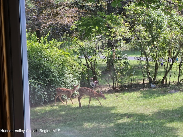 463 Cairo Junction Rd, Catskill, NY 12414 - view of green lawn