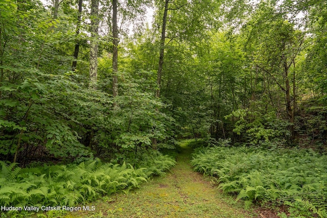 437 Snydertown Rd, Craryville, NY 12521 - view of wooded area