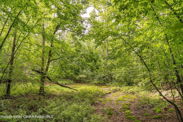 437 Snydertown Rd, Craryville, NY 12521 - view of wooded area