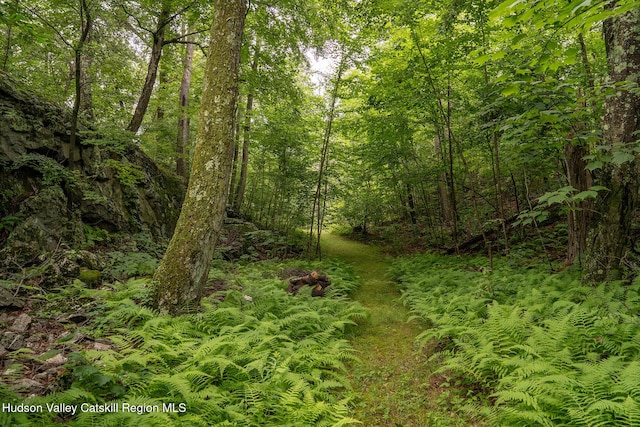 437 Snydertown Rd, Craryville, NY 12521 - view of tree filled area