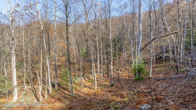 view of local wilderness