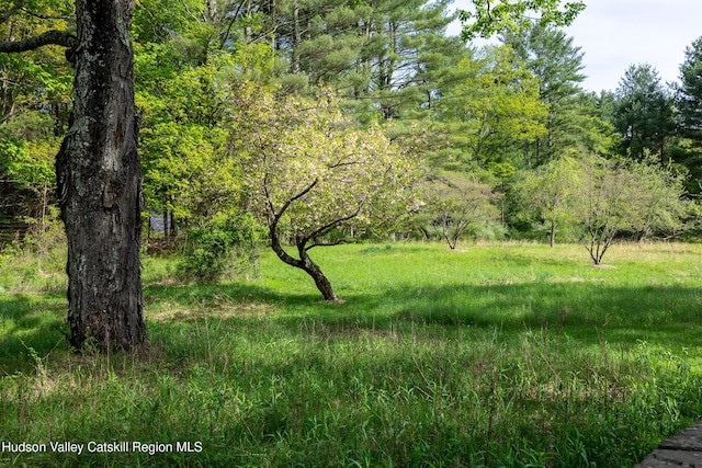 11 Louie Way, Woodstock, NY 12498 - view of wooded area