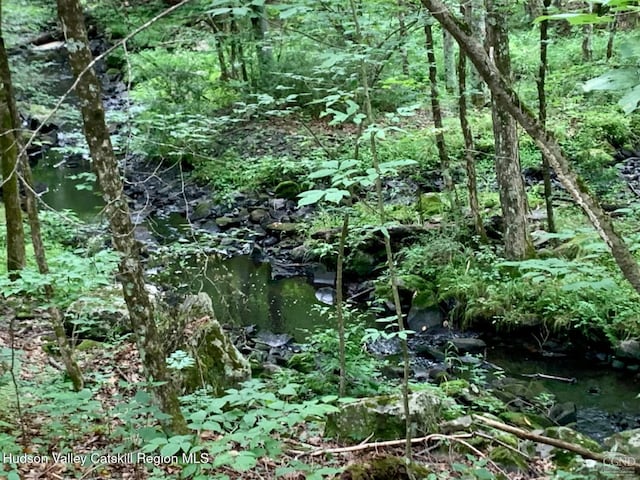 view of local wilderness
