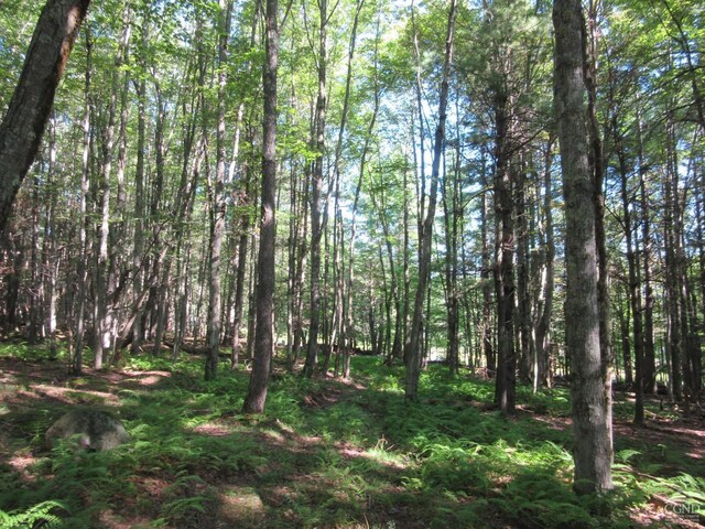 0 Rte 23c Lot, Lexington, NY 12452 - photo 40