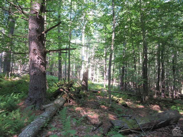 0 Rte 23c Lot, Lexington, NY 12452 - photo 17