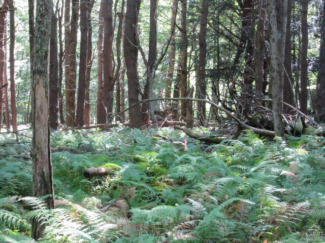 0 Rte 23c Lot, Lexington, NY 12452 - photo 35