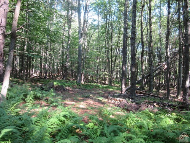 0 Rte 23c Lot, Lexington, NY 12452 - photo 38