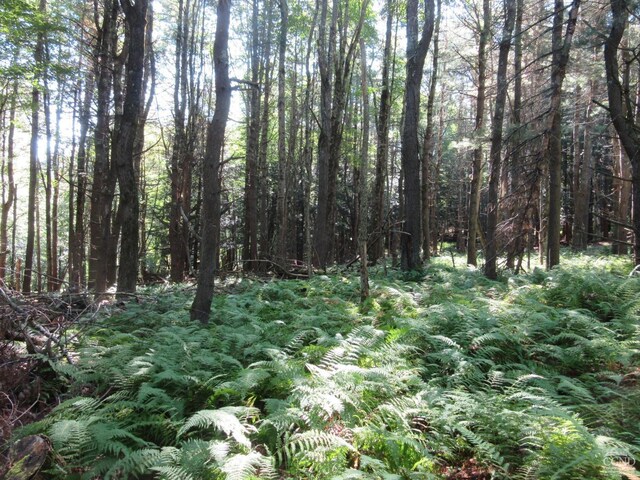 0 Rte 23c Lot, Lexington, NY 12452 - photo 33