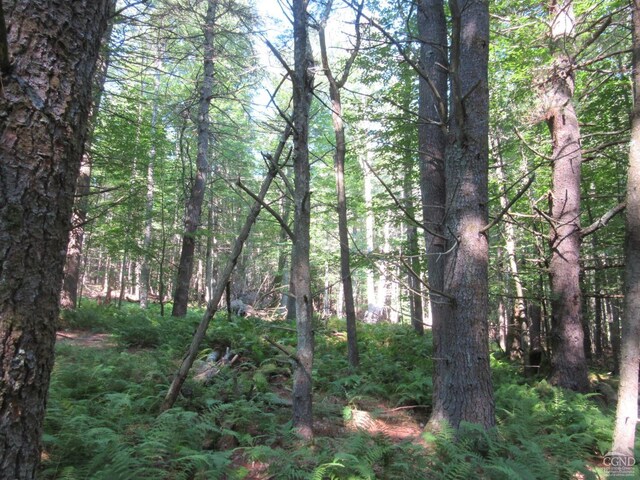 0 Rte 23c Lot, Lexington, NY 12452 - photo 37