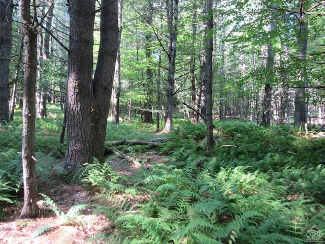 0 Rte 23c Lot, Lexington, NY 12452 - photo 31