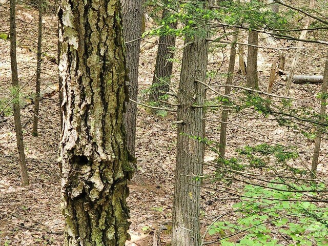 305 Maple Lawn, Cairo, NY 12413 - photo 5