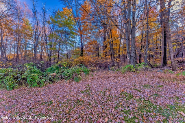 view of local wilderness