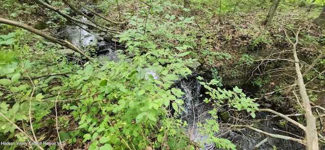 view of local wilderness