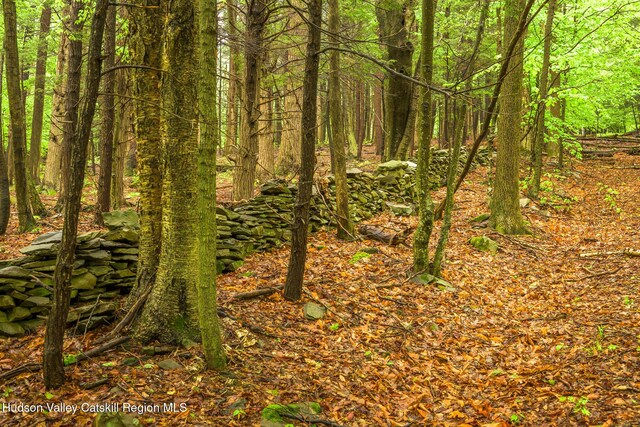 1250 County Route 351, Rensselaerville, NY 12147 - view of woods