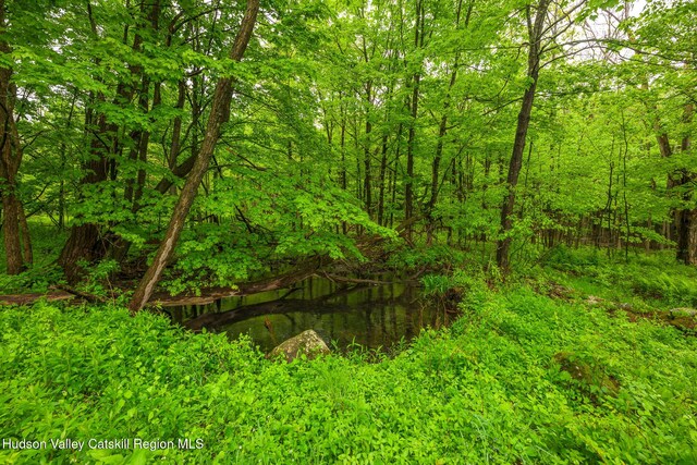 1250 County Route 351, Rensselaerville, NY 12147 - view of woods