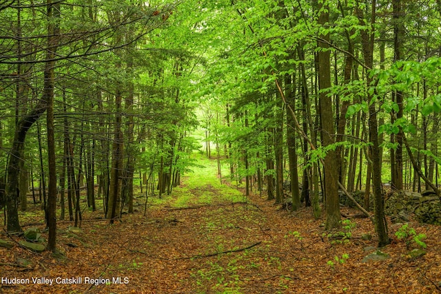 1250 County Route 351, Rensselaerville, NY 12147 - view of tree filled area