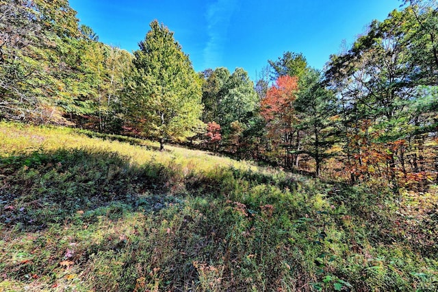 568 State Route 145, Middleburgh, NY 12122 - view of wooded area