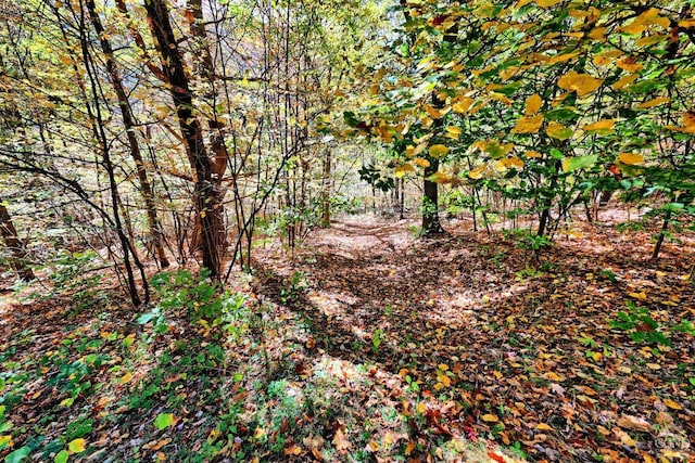 568 State Route 145, Middleburgh, NY 12122 - view of local wilderness