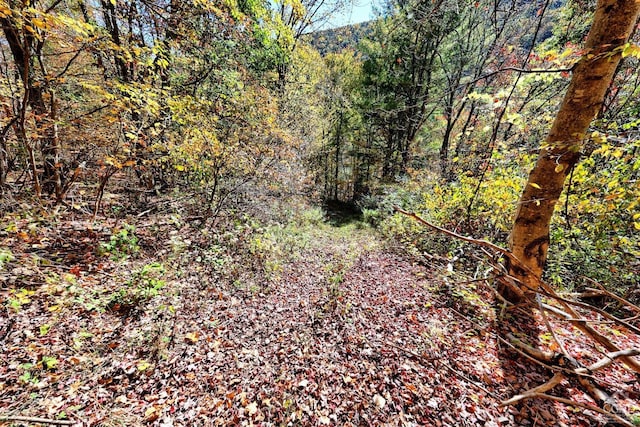 568 State Route 145, Middleburgh, NY 12122 - view of tree filled area