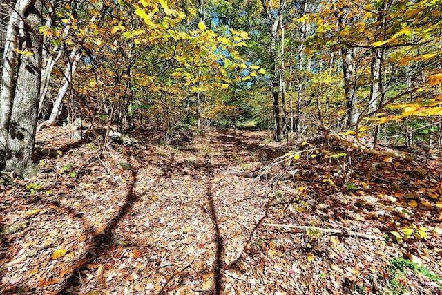 568 State Route 145, Middleburgh, NY 12122 - view of local wilderness