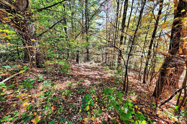568 State Route 145, Middleburgh, NY 12122 - view of tree filled area