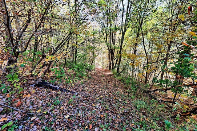 568 State Route 145, Middleburgh, NY 12122 - view of woods