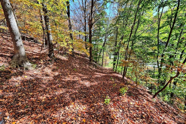 568 State Route 145, Middleburgh, NY 12122 - view of tree filled area