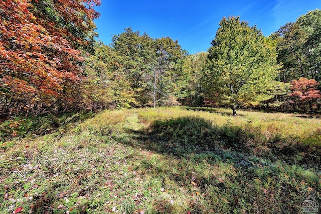 568 State Route 145, Middleburgh, NY 12122 - view of wooded area