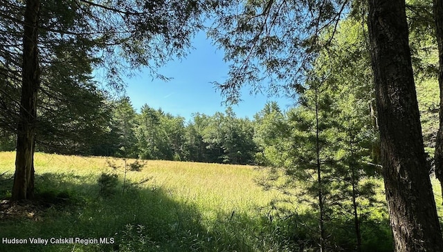 view of local wilderness