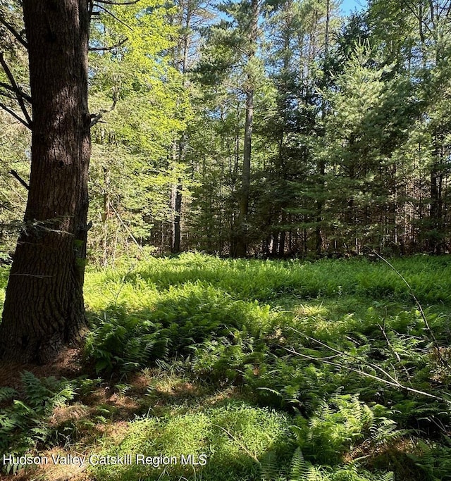 view of local wilderness