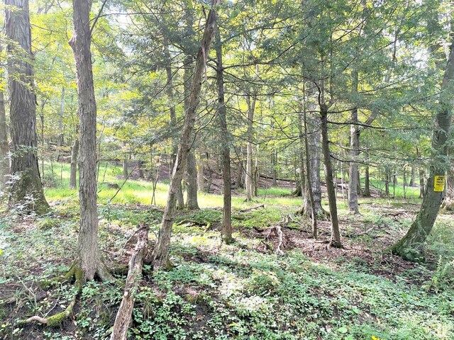 65 Patricia Ln, Stanford, NY 12514 - photo 13